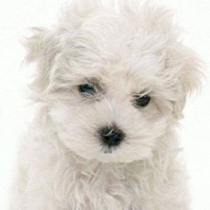 Meet your Posher, Felicia